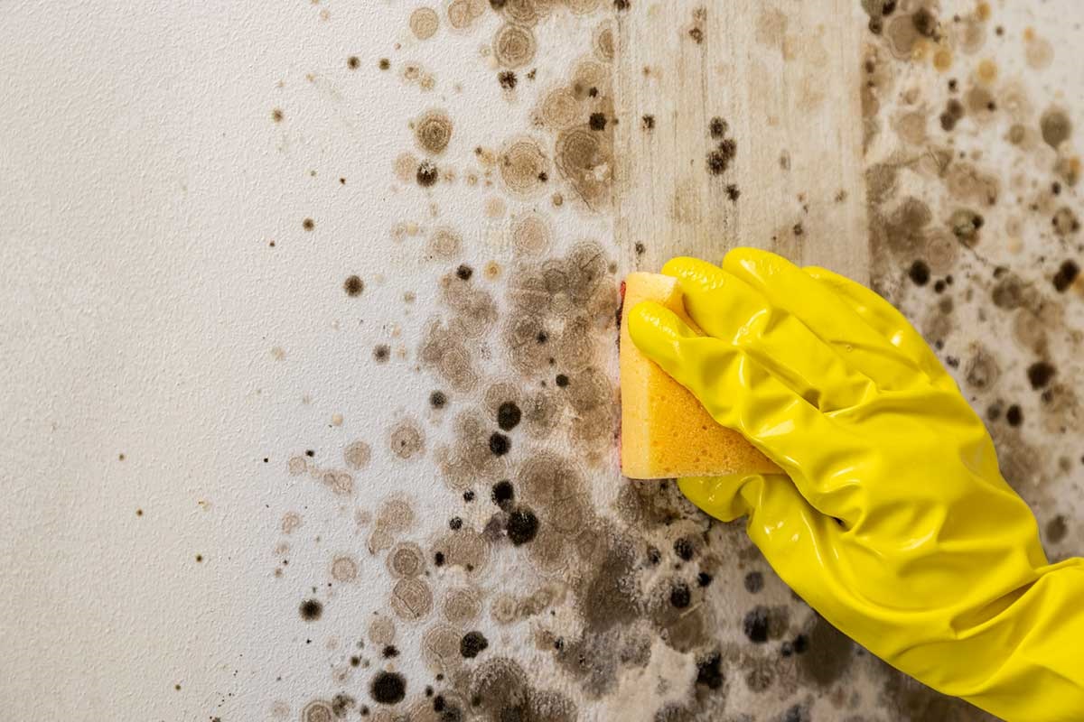 schimmel wordt van de muur verwijderd